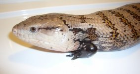 M skink 1.jpg