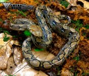 RR-1.0-Het-Albino-2-2-500.jpg