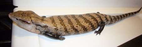 M Skink 3.jpg