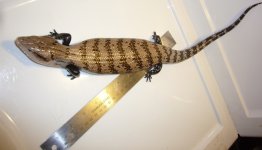 M skink 4.jpg