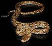 dwarf het anery.jpg