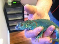 iguana1.jpg