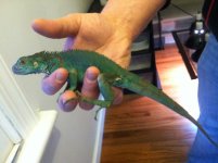 iguana2.jpg
