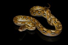 platinum het anthrax female (2).jpg