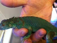 Iguana3.jpg