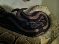 Lesser x Cinny late 2012.jpg