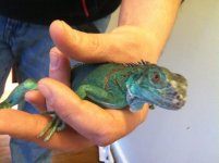Iguana4.jpg