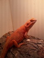 bestsilkorange.jpg