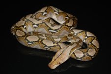 triple het alb-anth-gs.jpg