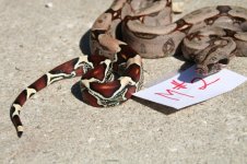 Snakes 3_7_2013 046.jpg