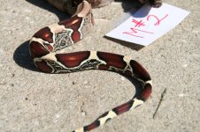 Snakes 3_7_2013 045.jpg
