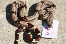 Snakes 3_7_2013 048.jpg