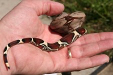 Snakes 3_7_2013 049.jpg