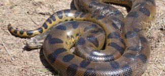 anaconda.jpg