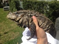 tegu sale.jpg