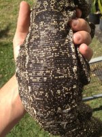 tegu sale 2.jpeg