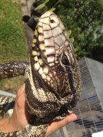 tegu sale 3.jpeg