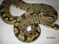 Enchi female.jpg