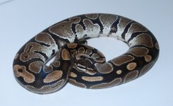 jolliff axanthic breeder.jpg