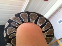 img1485y.jpg
