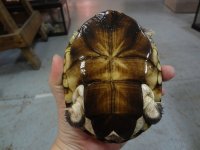 Side Neck Turtles (1).jpg