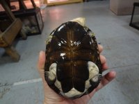 Side Neck Turtles (2).jpg