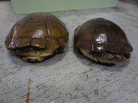 Side Neck Turtles (3).jpg