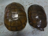 Side Neck Turtles (4).JPG