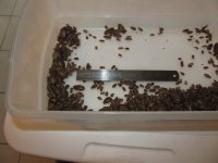 Roaches 015 small dubias.jpg