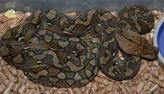 DSC_0043 4m small.jpg