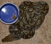 DSC_0044 17f small.jpg