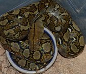 DSC_0045 15f small.jpg