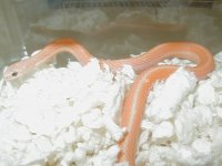 04 24 2008 Eastern Leucistic orange lucy adult male 2.JPG