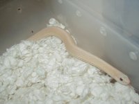 Eastern leucistic 07 female.JPG