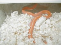 04 24 2008 Eastern Leucistic orange lucy adult male.JPG