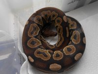 snakes 005 copy.jpg