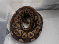 snakes 006 copy.jpg