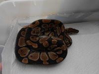snakes 012.jpg