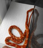 snakes 020 copy.jpg