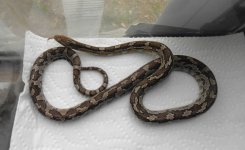 snakes 014 copy.jpg