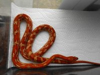 snakes 019 copy.jpg