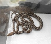 snakes 015 copy.jpg