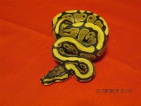 spotnose female.JPG