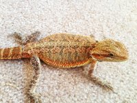 Final Pic Sandfire Female.jpg