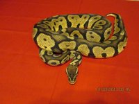 pastel poss het pied.JPG