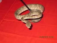 IMG_0077.JPG