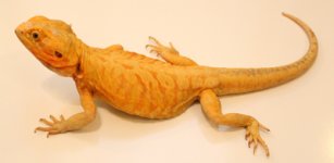 kromfullbody.jpg