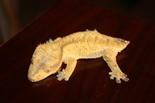 IMG_3319.jpg