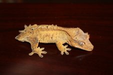 IMG_3323.jpg