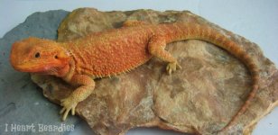 Peaches Profile Pic.jpg